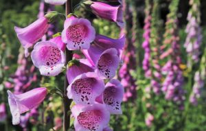 Foxgloves are a toxic plant that can lead to cardiac arrest