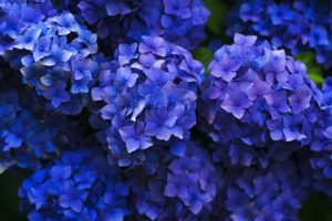 Hydrangeas are a toxic plant that contain cyanide