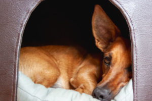 Indoor dog houses help reduce anxiety