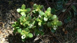 Jade Plants are toxic plants that cause worse problems the more your pet eats