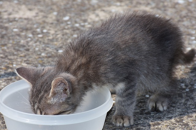 If you see your cat eat dog food, try separating the bowls