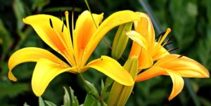 Lilies are one of the most toxic plants for cats