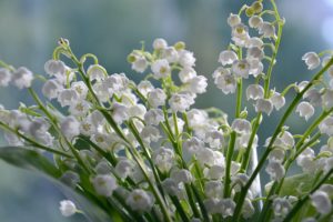 Lily of the Valley