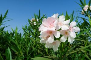 Oleander is a toxic plant that leads to cardiac issues