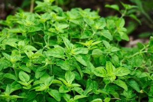 Oregano is a toxic plant that most pets should want to avoid