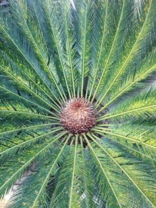 Sago Palms are toxic plants affecting the liver