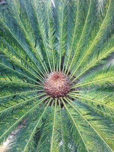 Sago Palms are toxic plants affecting the liver