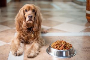 Sensitive stomach dog foods often feature bland flavors