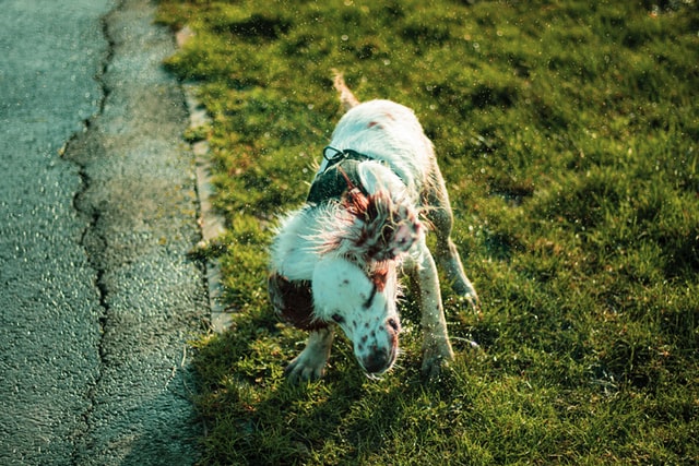 Allergies may cause your dog to shake their head more frequently