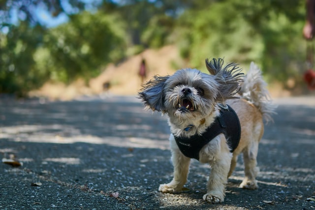 Dog head shaking can lead to more serve problems if left untreated