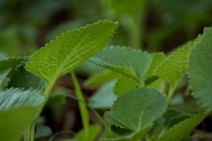 Spanish Thyme