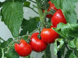 Ripe tomato fruits aren't a toxic plant, but the rest of the plant poses a problem