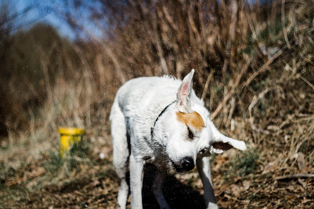 Dog head shaking dislodges foreign material