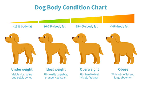 Body condition charts help you determine your dog's ideal weight