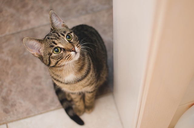 A cat peeing outside the box may be a health problem