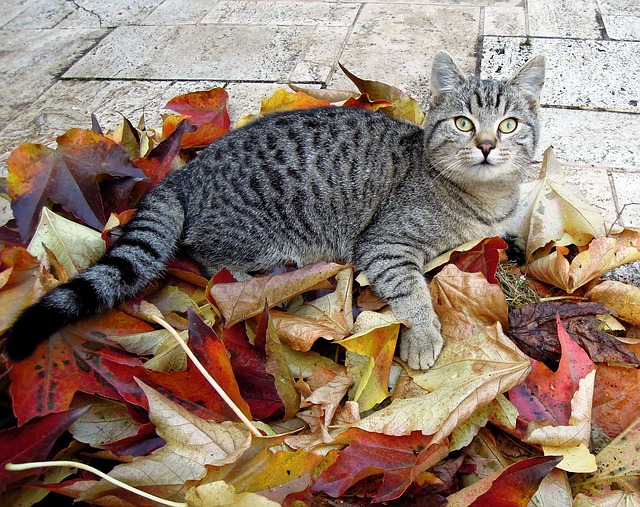 Outdoor cats may need special considerations