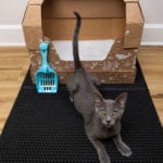 Disposable litter boxes have multiple uses