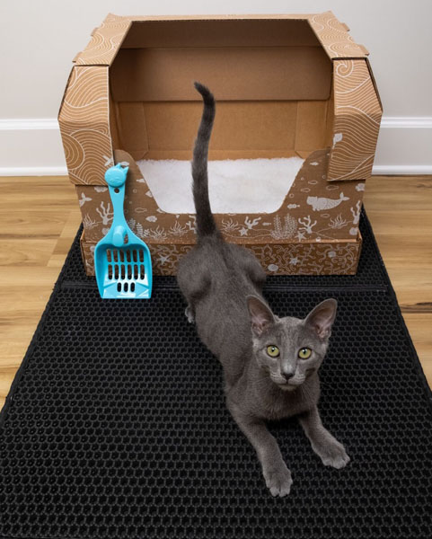 Disposable litter boxes have multiple uses