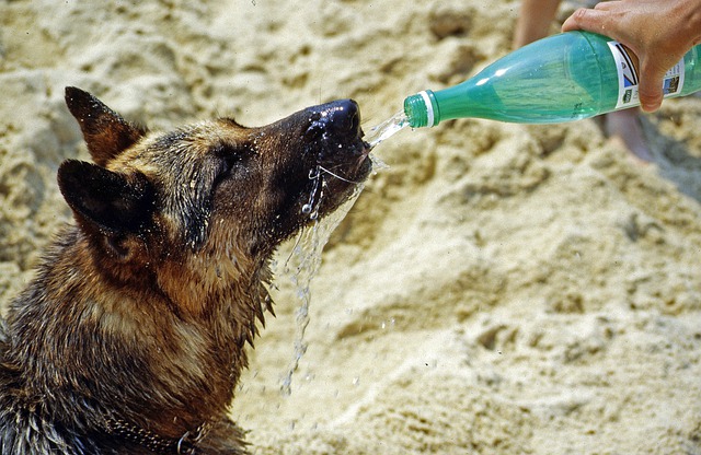 A dog drinking a lot of water may mean certain diseases