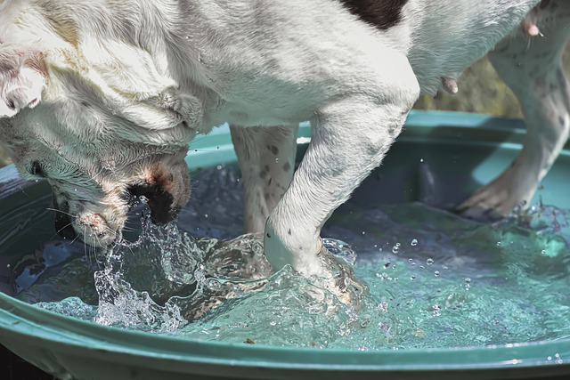 Water toxicity is a major concern for water-loving pups