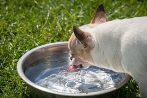 A dog drinking a lot of water should always concern you
