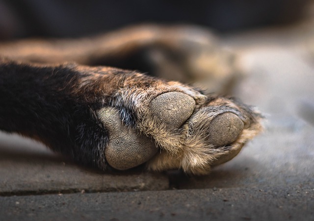 A dog licking their paws can lead to drying and cracking