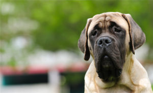 English Mastiffs are a giant dog breed with heavy jowls