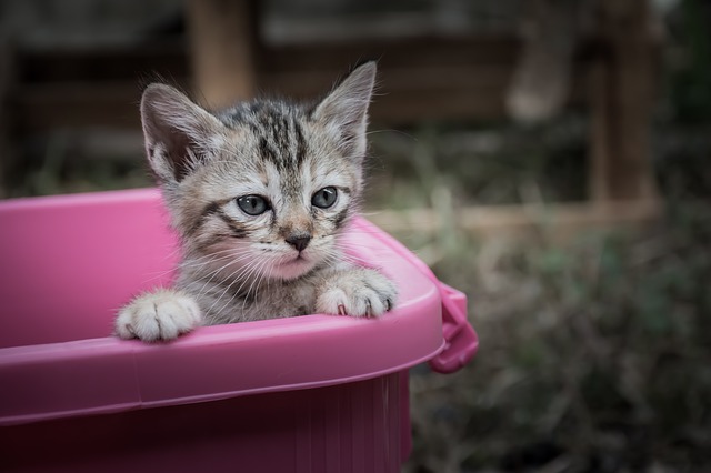 To litter train your kitten, you need the right supplies