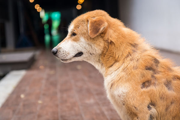 A dog losing hair can happen in different patterns