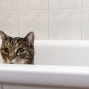 Cat shampoos help when your feline needs some extra hygiene help
