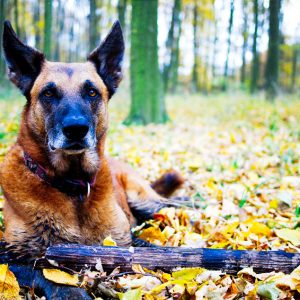 The best guard dog breeds are alert and aware at all times