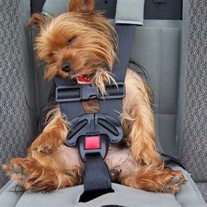 Dog car seats work for small and large dogs