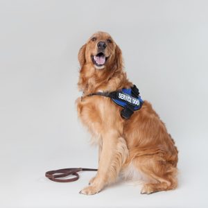 The best service dogs are easy to train