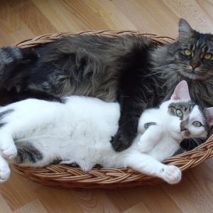 The most affectionate cat breeds love spending time with everyone