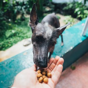 Dog food for dogs with allergies may require trial and error
