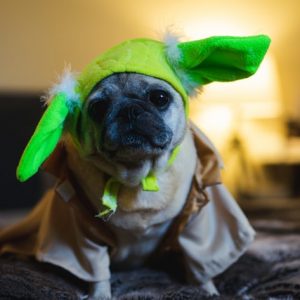 Dog Baby Yoda costumes are the perfect canine photo ops