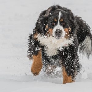 The Bernese Mountain Dog lifespan often surprises people