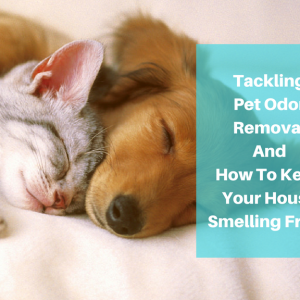 Pet odor removal is important to many pet owners