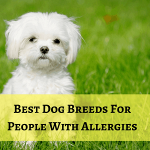 Dog breeds for people with allergies aren't always hypoallergenic, but they're close