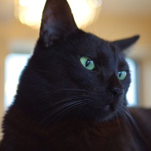 Black cat names are often expected, but you can go special