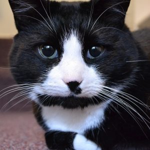 Black and white cat names come from their stunning patterns