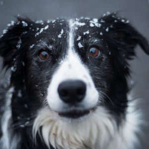 The Border Collie lifespan falls into the average range, but they have health concerns