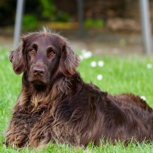 Brown dog names don't need to follow expected patterns