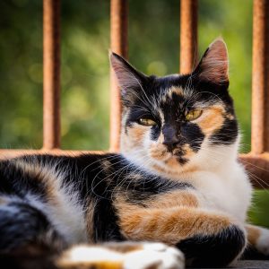 Calico cat names offer some of the best chances for creativity