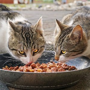 Canned cat food offers more variety in flavors