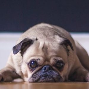 Your dog is lethargic - now what?
