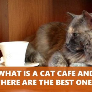 Cat cafe may not sound familiar to you, but we'll fix that
