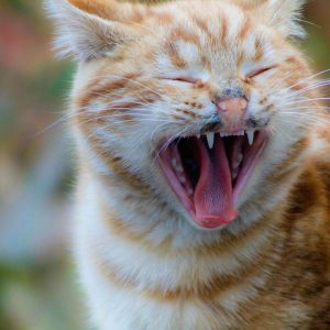 Cat dental treats help protect your cat's teeth and gums