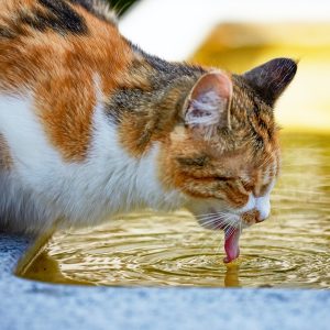Automatic water bowls for cats encourage felines to drink