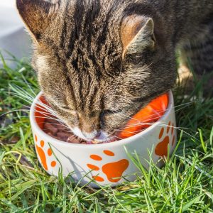 Dry cat foods are easier to feed, but they have some cautions